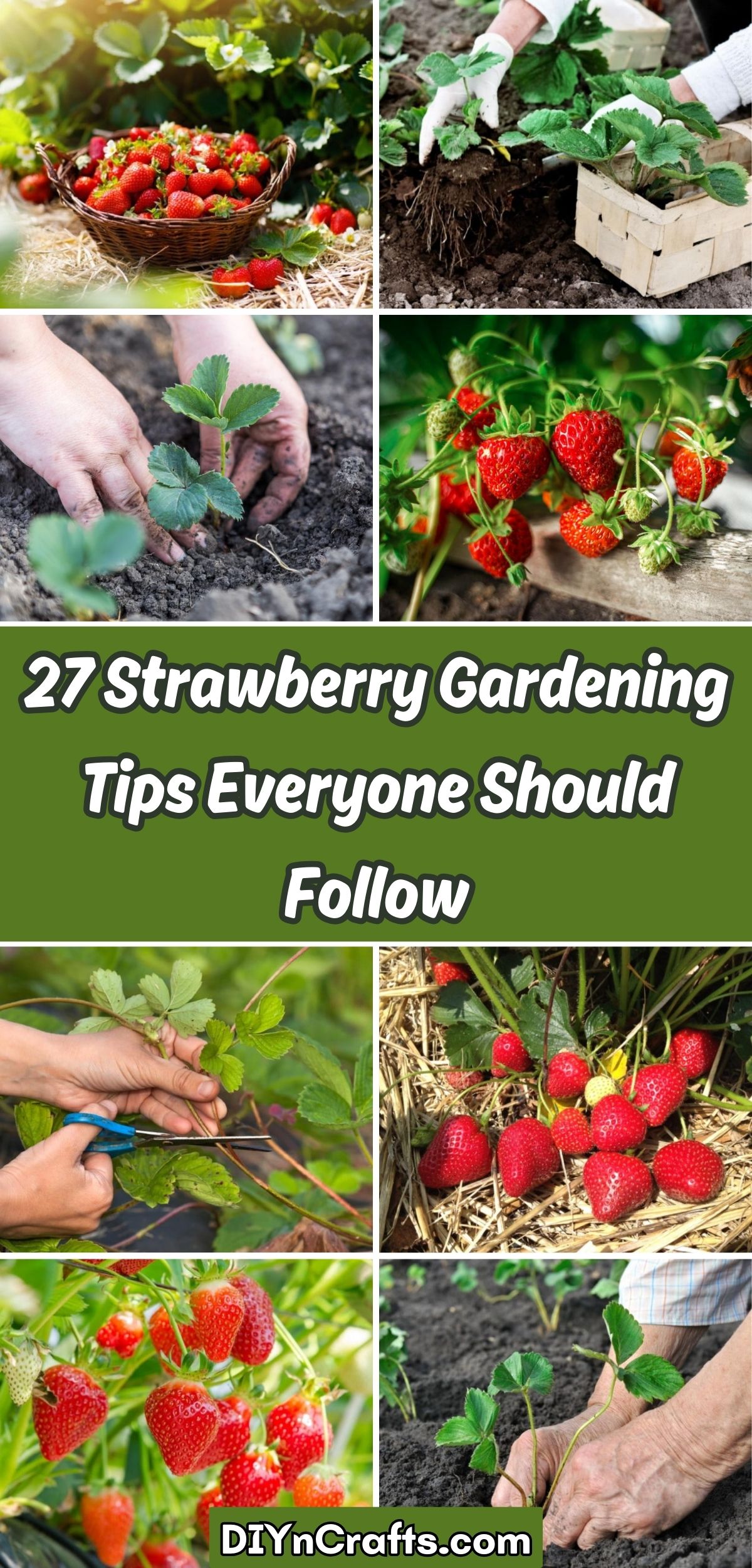27 Strawberry Gardening Tips Everyone Should Follow collage.