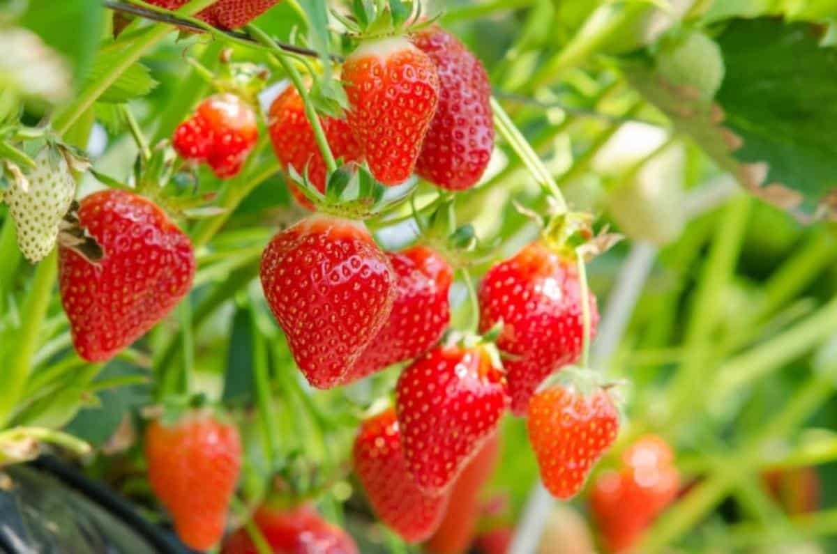 Fresh, delicious, ripe strawberries.