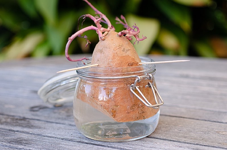 Sweet Potatoes grow in water