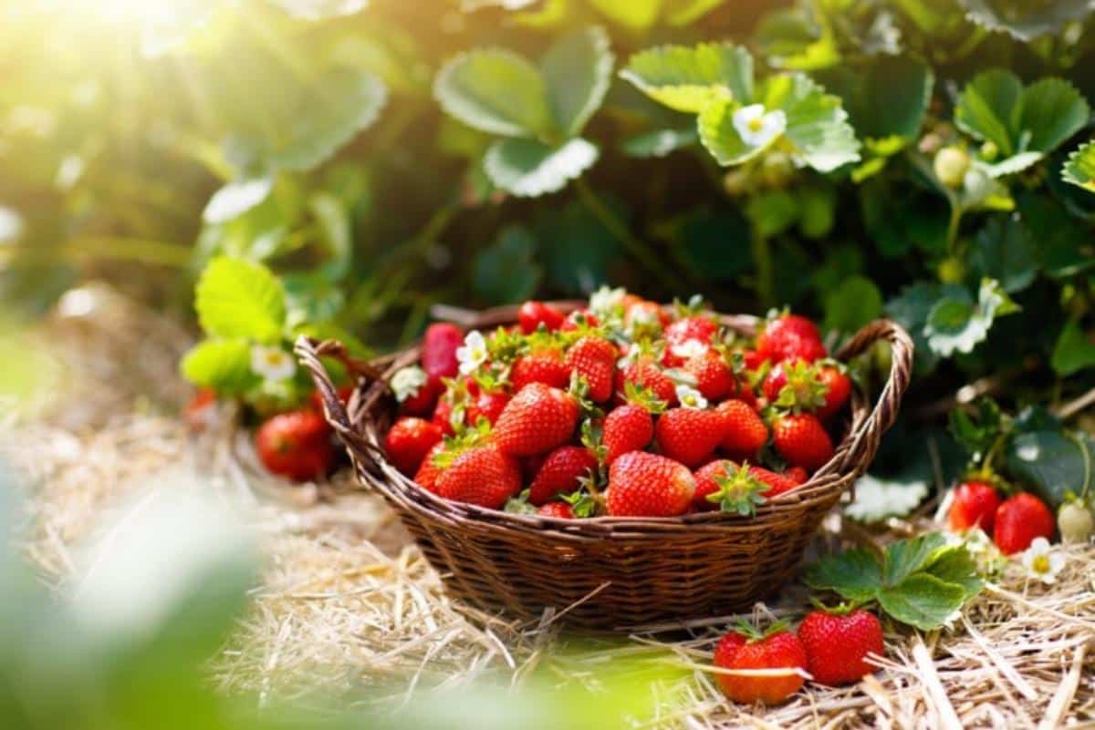 A basket full of freshly harvested organic strawberries.