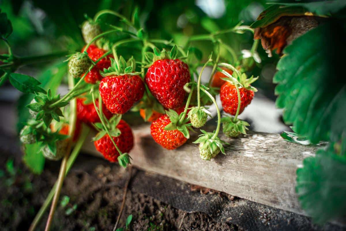 Ripe strawberries hanging on a plant.