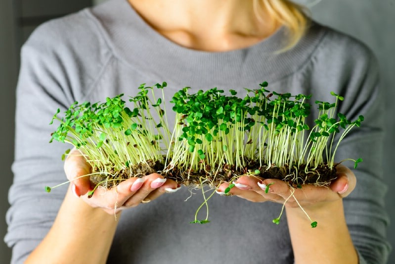 Microgreens