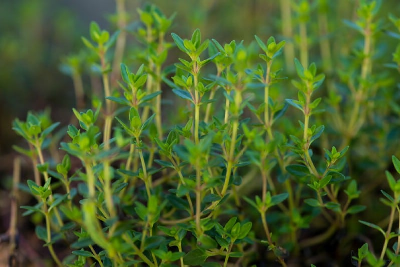 Thyme grown from cuttings