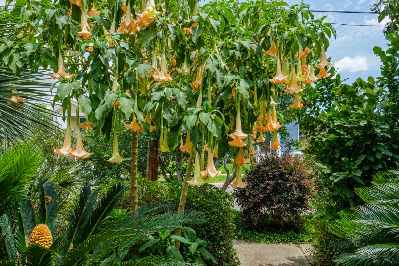 Angels Trumpet Hardwood Cuttings