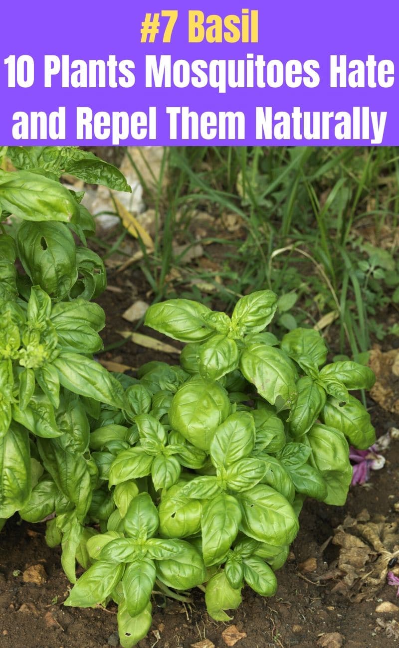 Basil plant