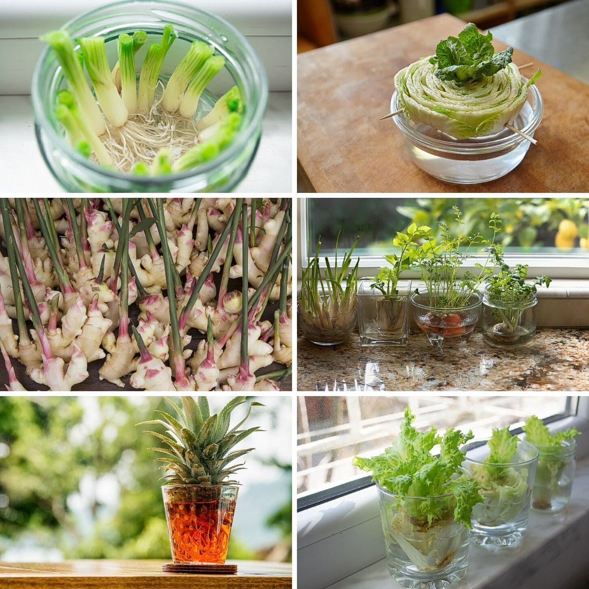 Collage photo of things grown in water
