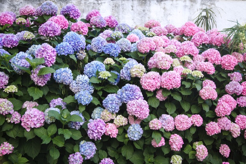 Hydrangea Softwood Cuttings