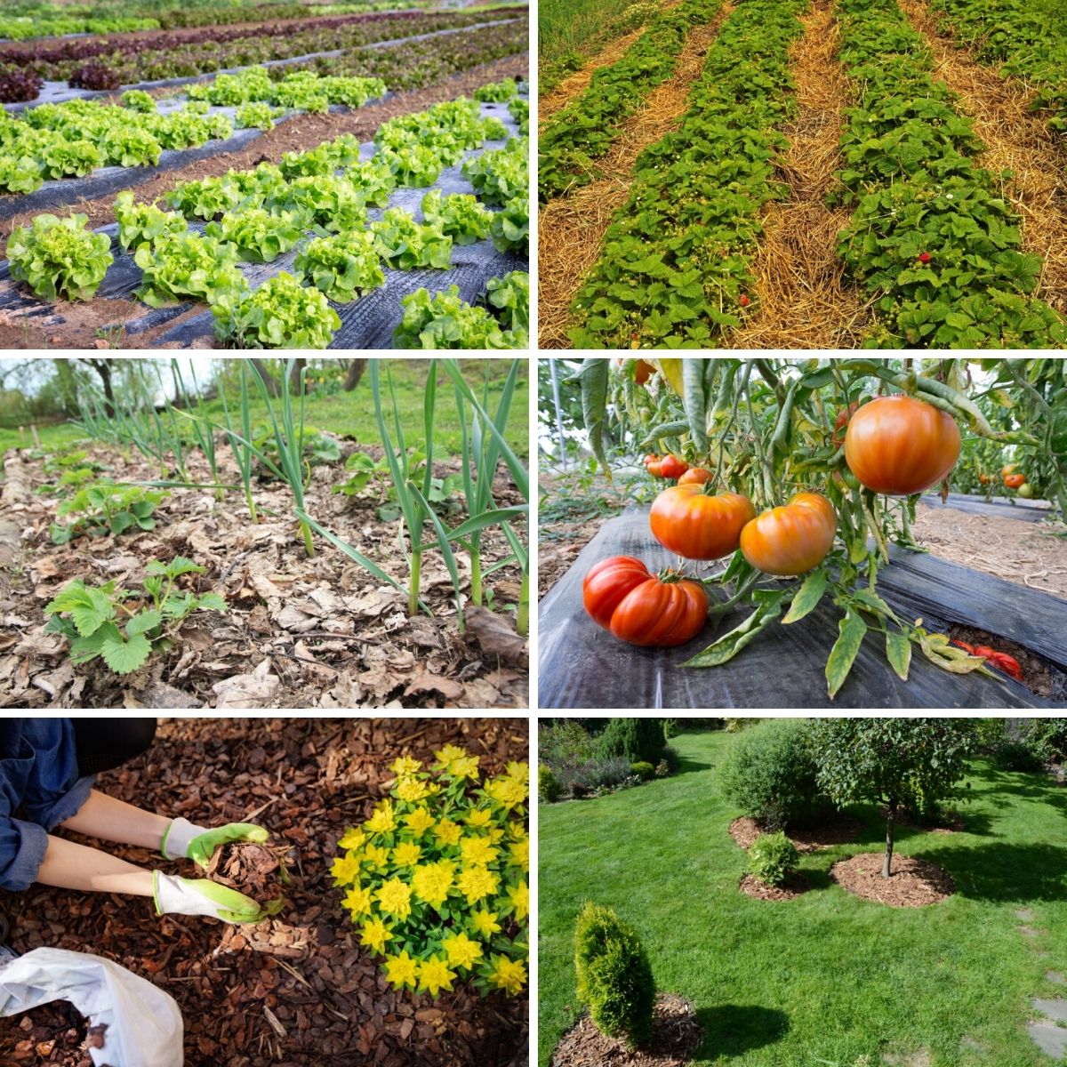 Mulching types and techniques collage photo.