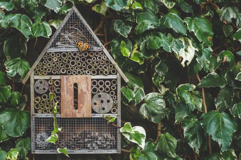 Bee hotel hung on a wall covered with green leaves.