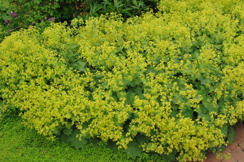 Lady’s Mantle - perennial flower that blooms all season