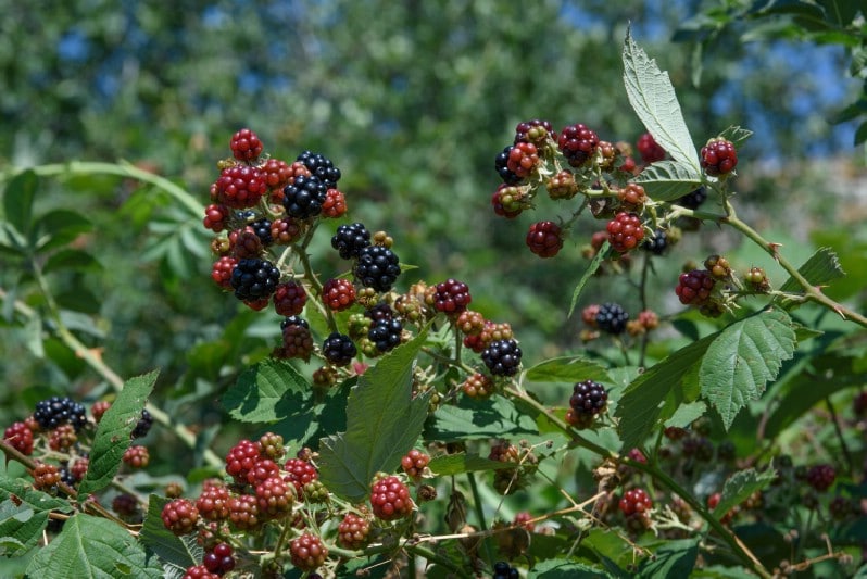 Wild Blackberries - Edible weeds and wildflowers
