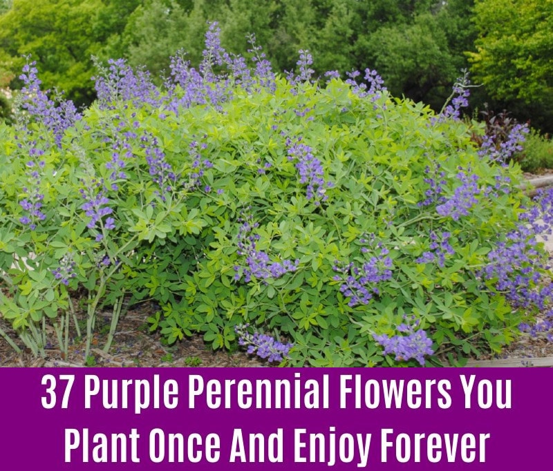 False Indigo - Purple Perennial Flower