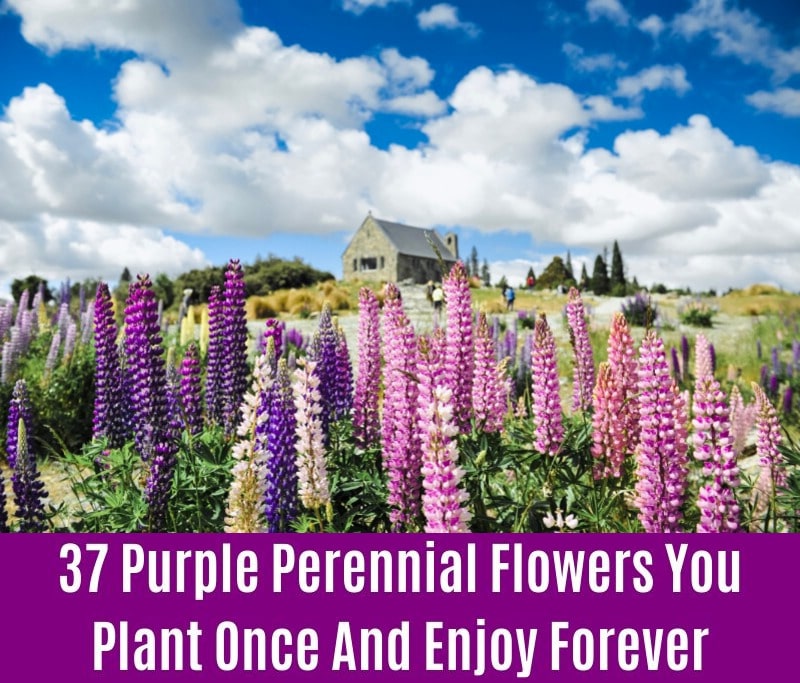 Russell Blue Lupine - Purple Perennial Flower