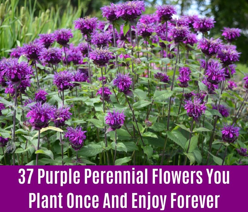 Monarda ‘Leading Lady Plum’ - Purple Perennial Flower