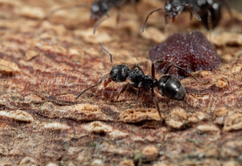 Ants in the garden macro shot