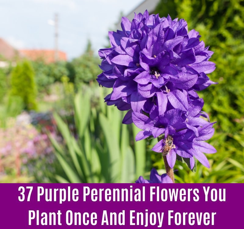Clustered Bellflower - Purple Perennial Flower