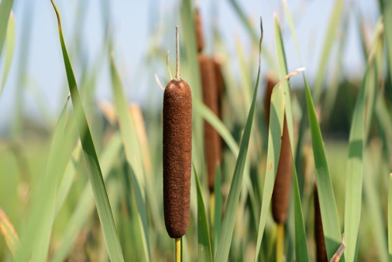 Cattails - Edible weeds and wildflowers