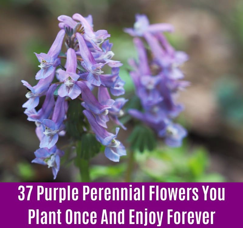 Corydalis - Purple Perennial Flower