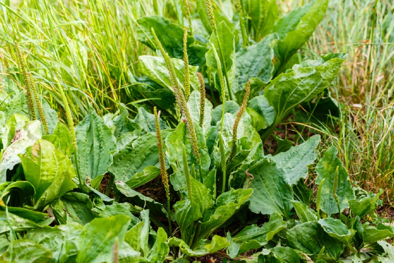Plantain - Edible weeds and wildflowers