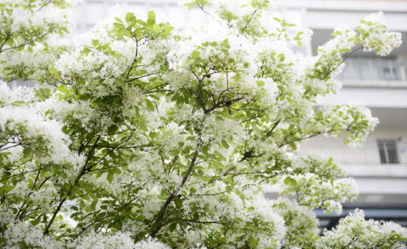 American Fringe Tree