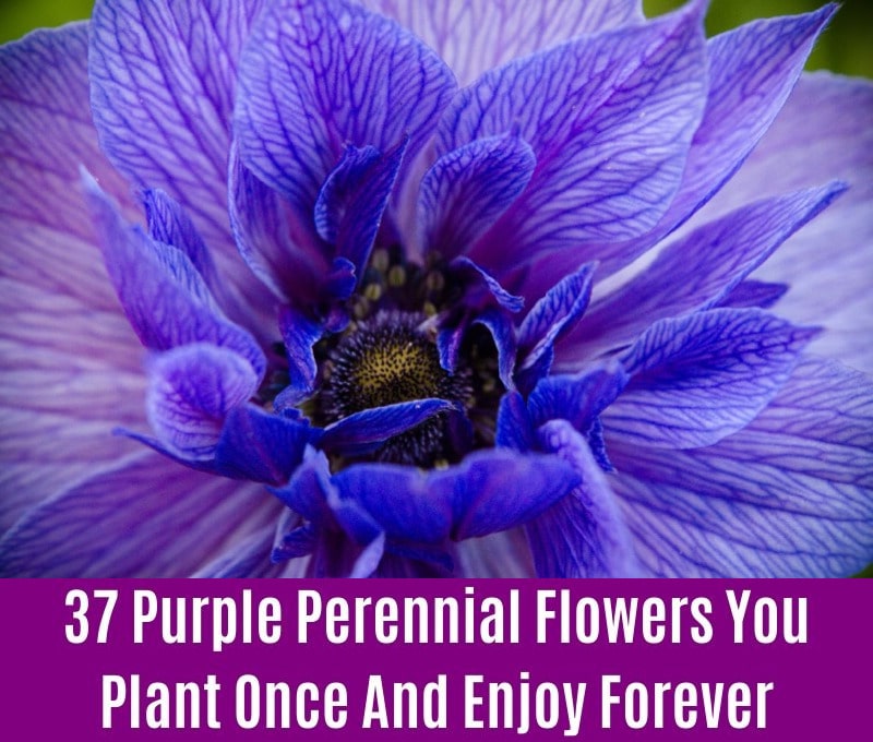 Anemone - Purple Perennial Flower