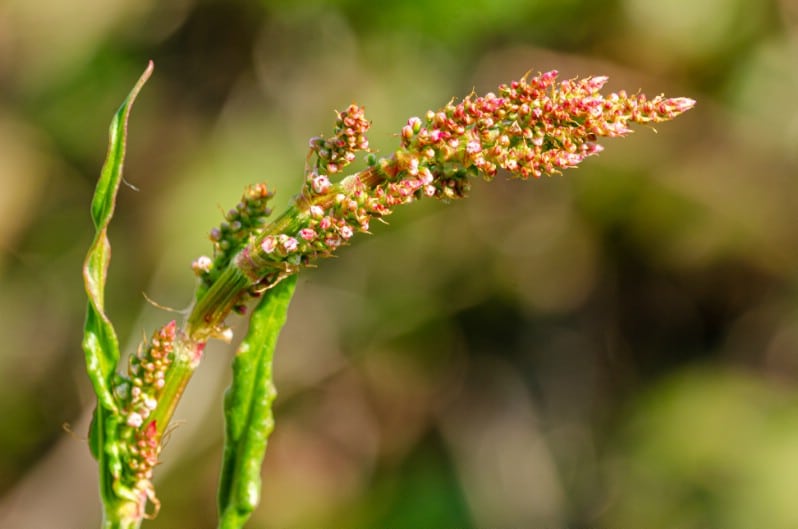 Curly dock - Edible weeds and wildflowers