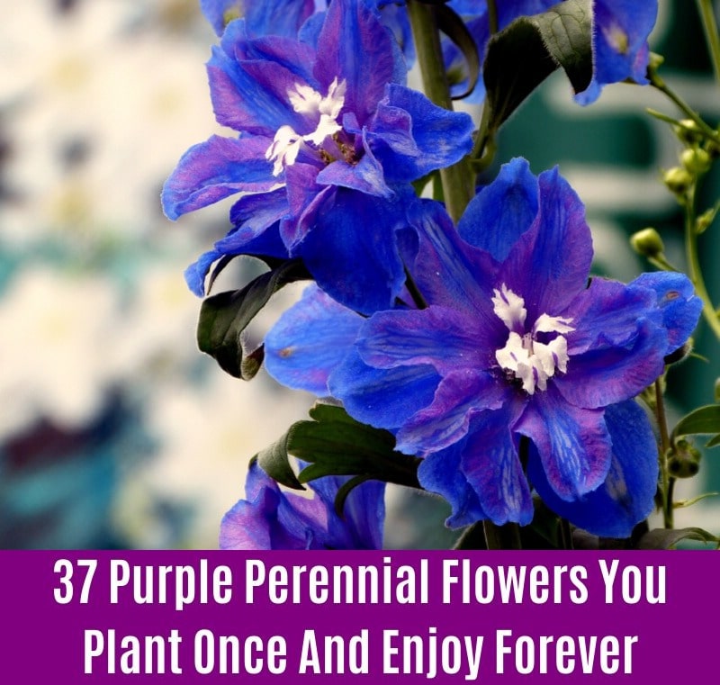 Delphinium - Purple Perennial Flower