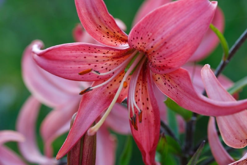 Oriental Lilies - pink perennial flower