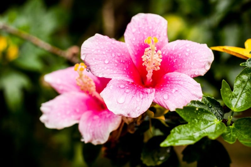 Hardy Hibiscus - pink perennial flower