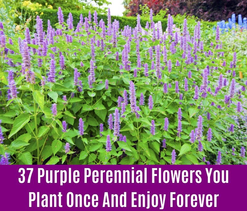Anise - Purple Perennial Flower