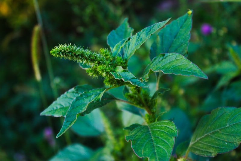 Wild Amaranth - Edible weeds and wildflowers