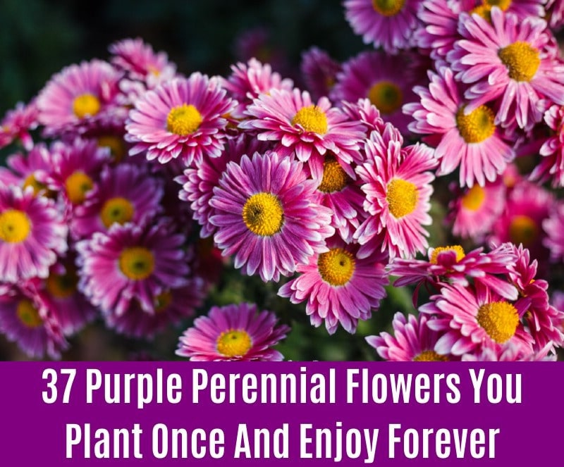 Chrysanthemums - Purple Perennial Flower