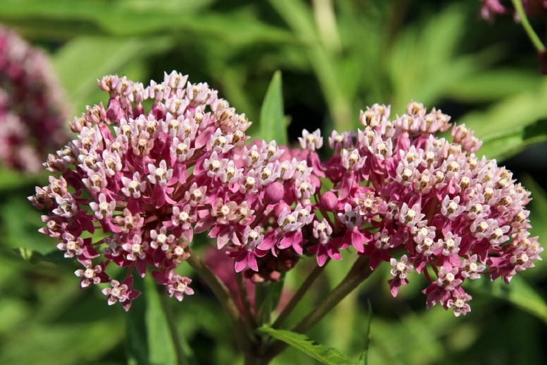 Milkweed - Edible weeds and wildflowers