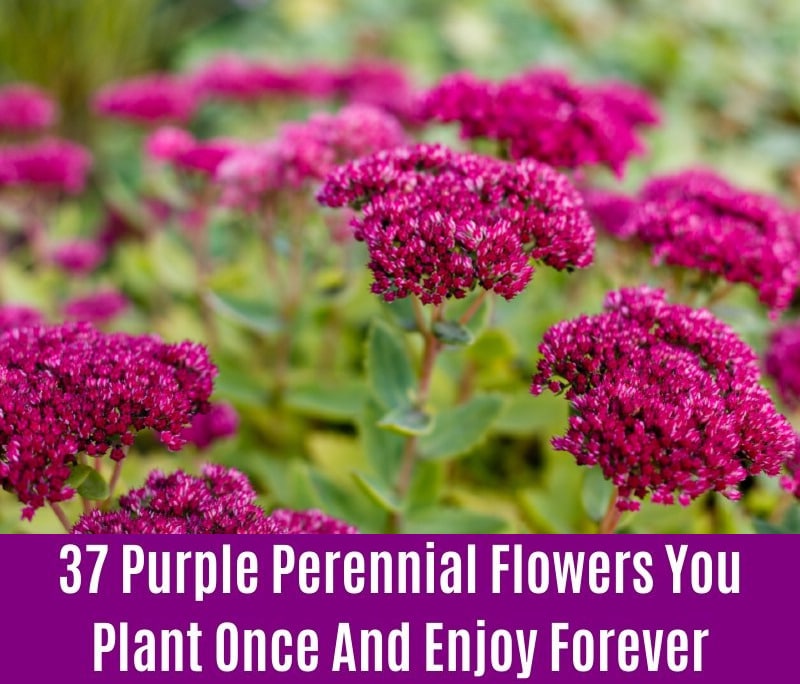 Sedum - Purple Perennial Flower