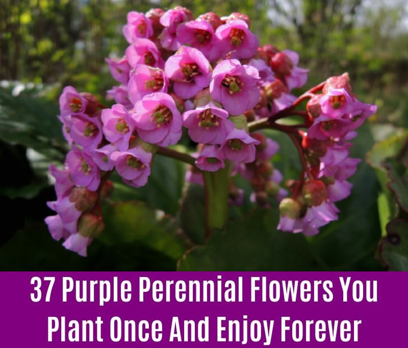 Bergenia - Purple Perennial Flower