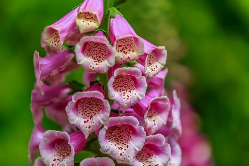 Foxglove - pink perennial flower
