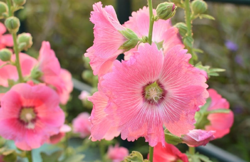 Hollyhocks - pink perennial flower