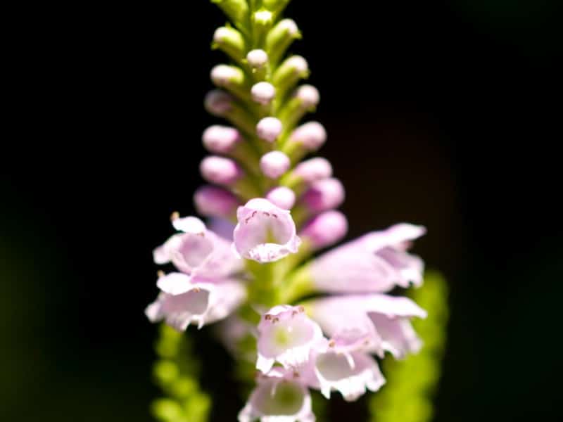 Obedient Plant - pink perennial flower