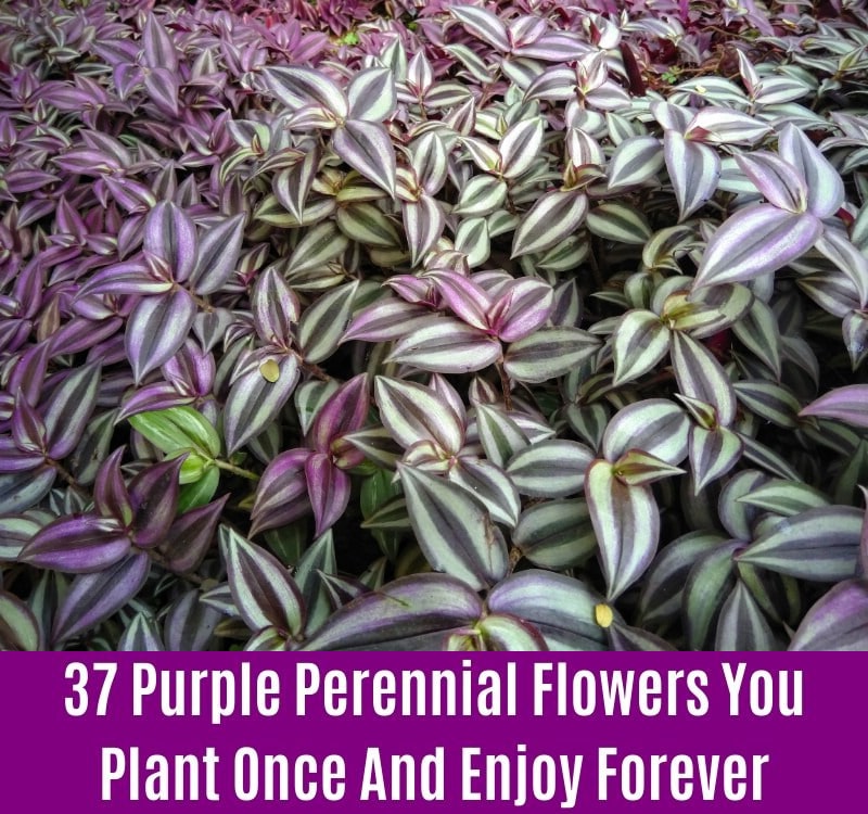 Purple-Leaved Spiderwort - Purple Perennial Flower