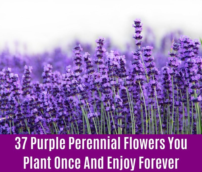 Lavender - Purple Perennial Flower