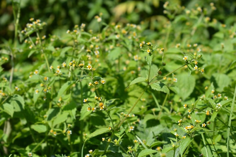 Galinsoga - Edible weeds and wildflowers