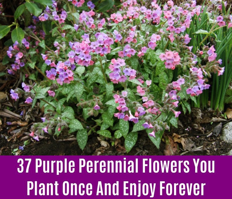 Lungwort - Purple Perennial Flower