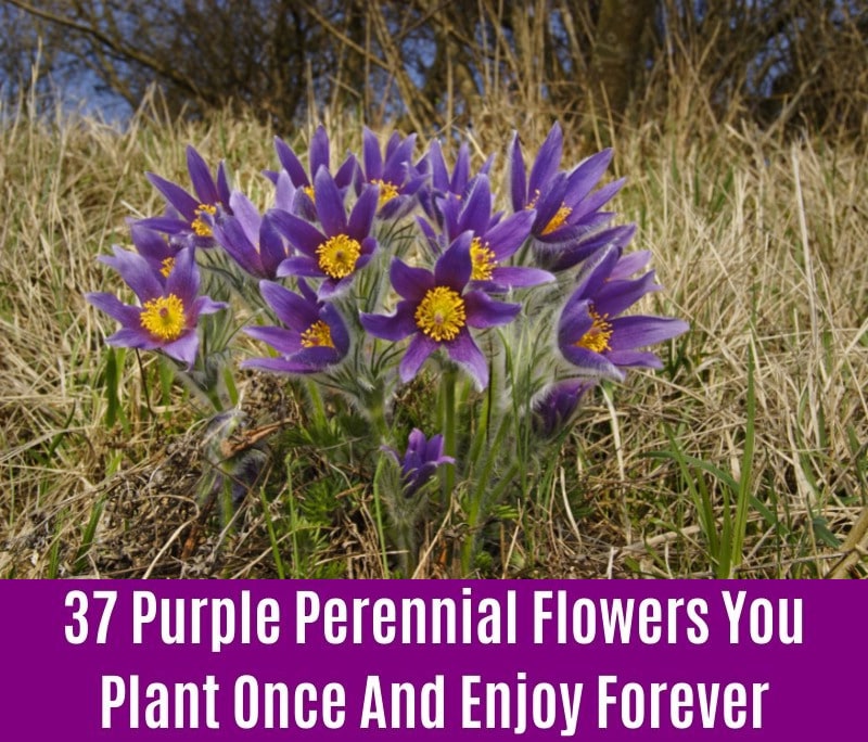 Pasque Flower - Purple Perennial Flower