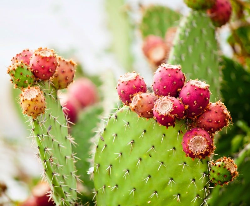 Prickly Pear - Edible weeds and wildflowers