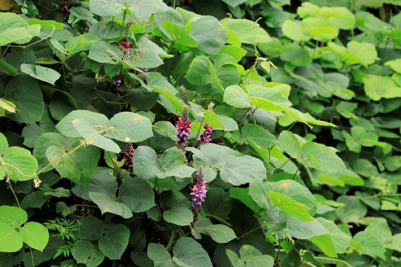 Kudzu - Edible weeds and wildflowers