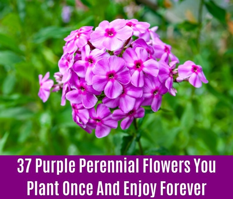 Phlox - Purple Perennial Flower