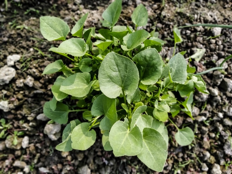 American Cress - Edible weeds and wildflowers