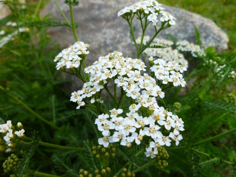 Yarrow - Edible weeds and wildflowers