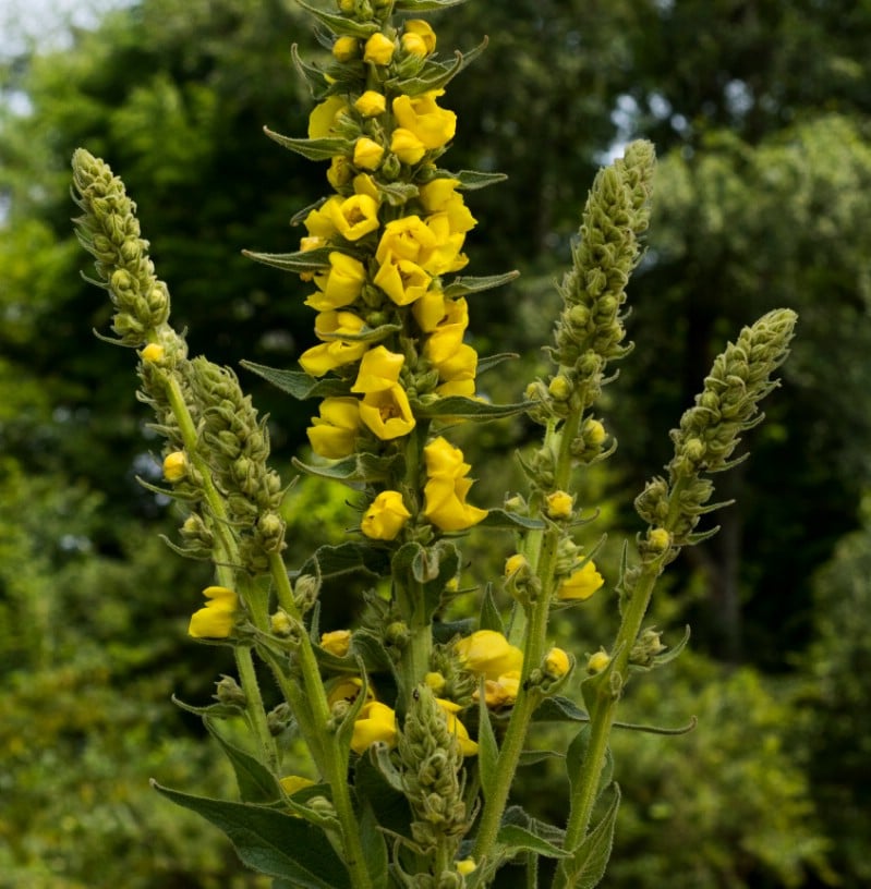 Mullein - Edible weeds and wildflowers