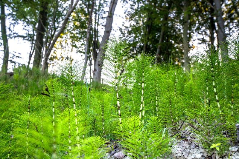 Horsetail - Edible weeds and wildflowers